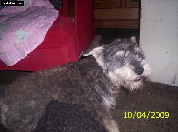 La foto del perro