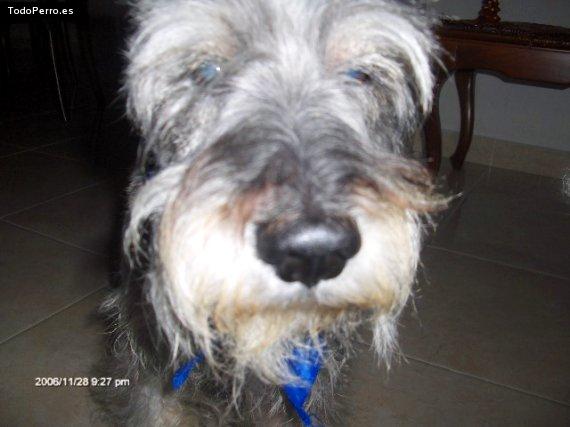 La foto del perro