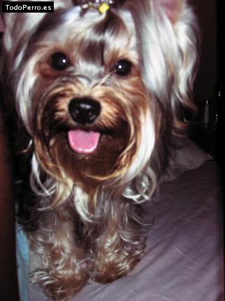La foto del perro