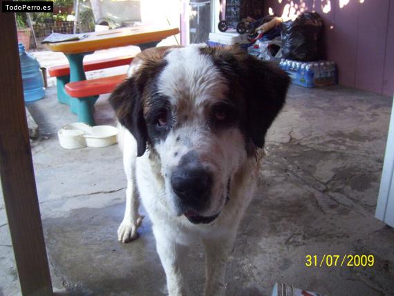La foto del perro