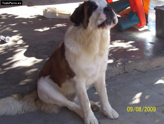 La foto del perro