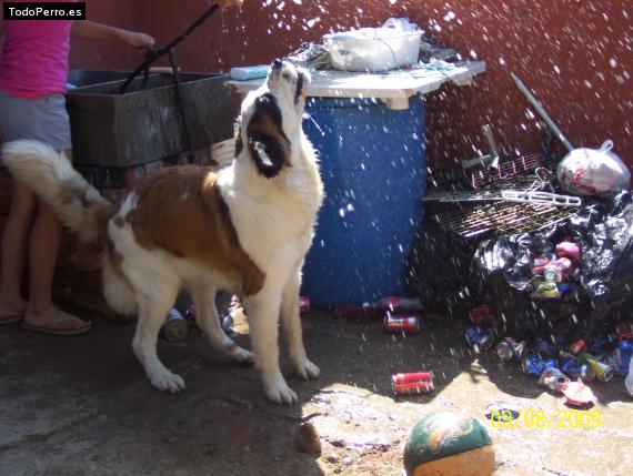 La foto del perro