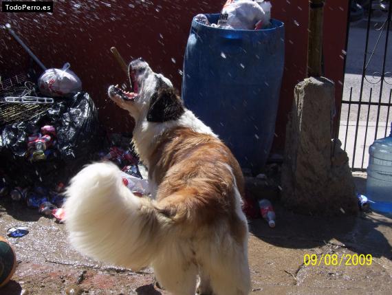La foto del perro