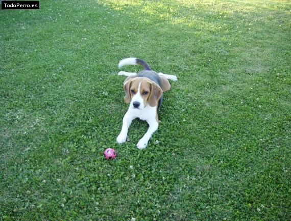 La foto del perro
