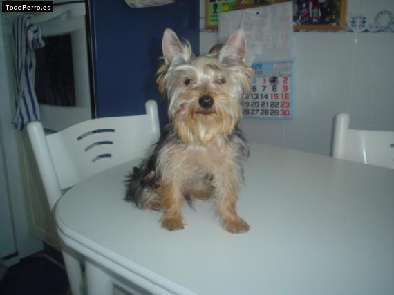 La foto del perro