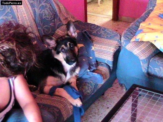 La foto del perro