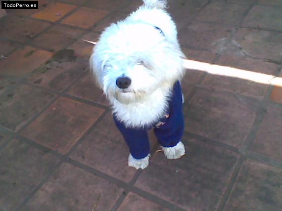 La foto del perro
