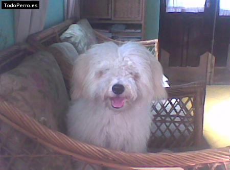 La foto del perro