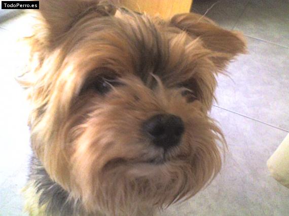 La foto del perro
