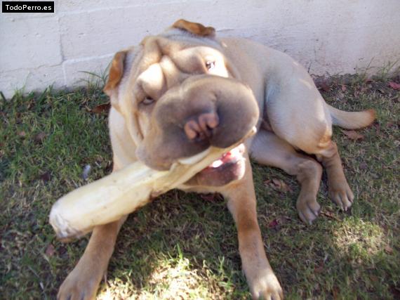 La foto del perro