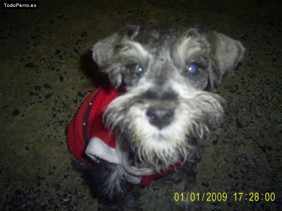 La foto del perro