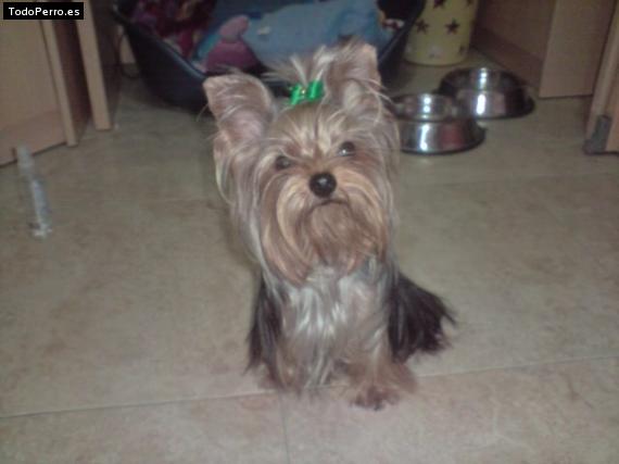La foto del perro