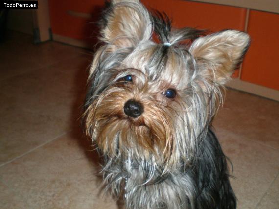 La foto del perro