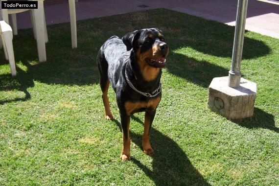 La foto del perro