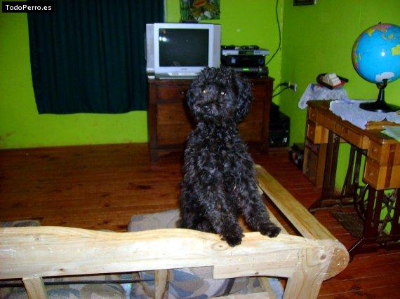 La foto del perro