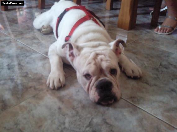 La foto del perro