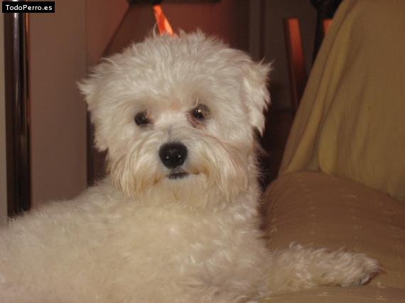 La foto del perro