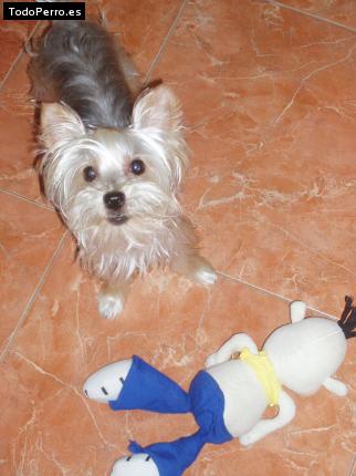 La foto del perro