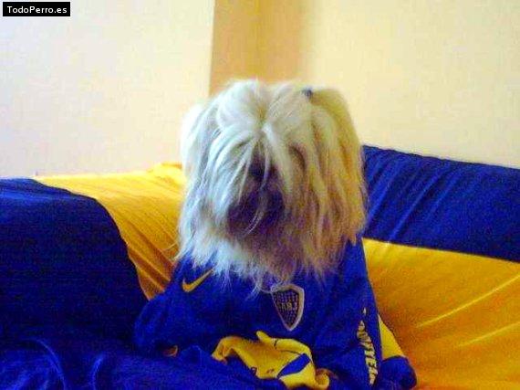 La foto del perro