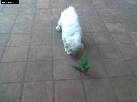 La foto del perro