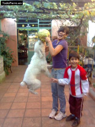La foto del perro