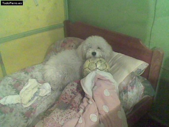 La foto del perro