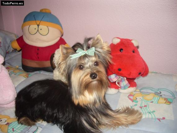 La foto del perro