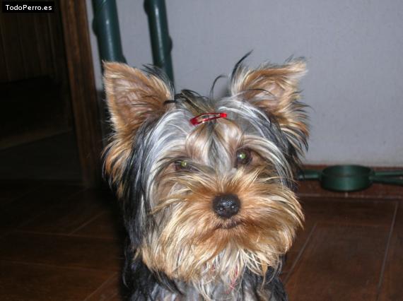 La foto del perro