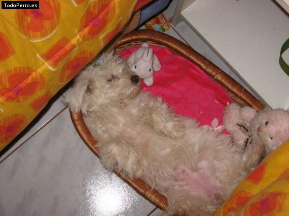 La foto del perro