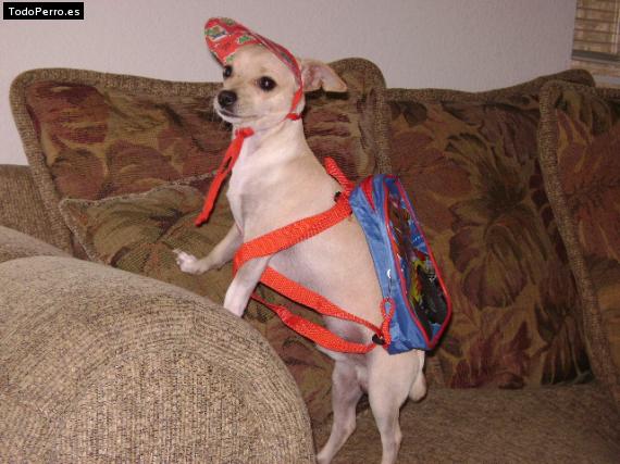 La foto del perro