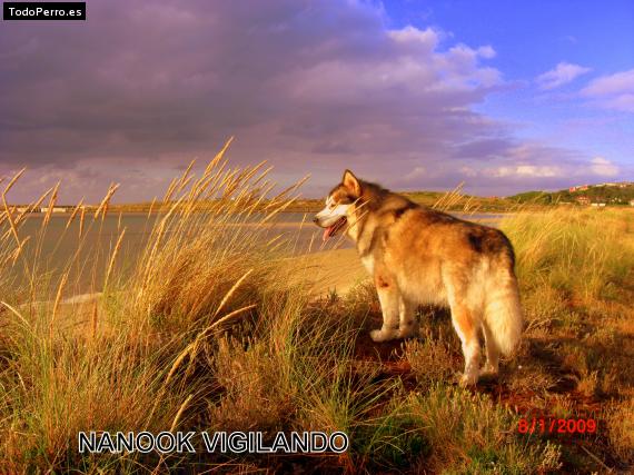 La foto del perro