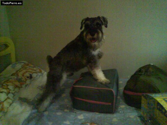 La foto del perro