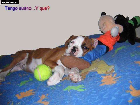 La foto del perro