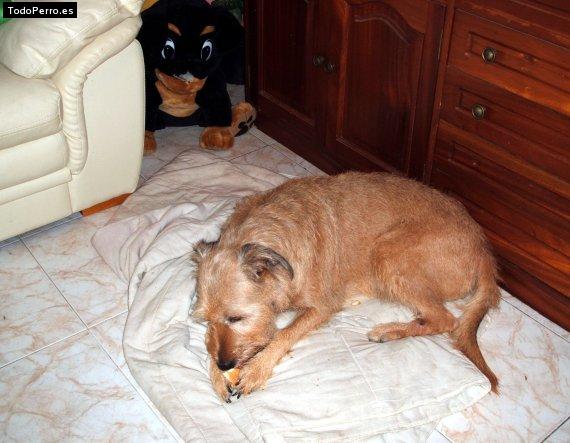 La foto del perro