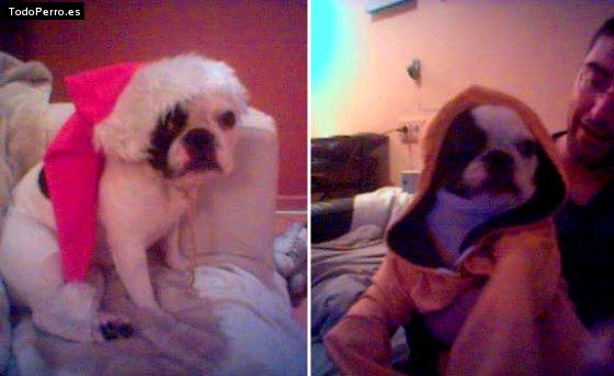 La foto del perro
