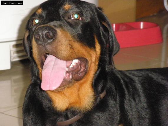 La foto del perro