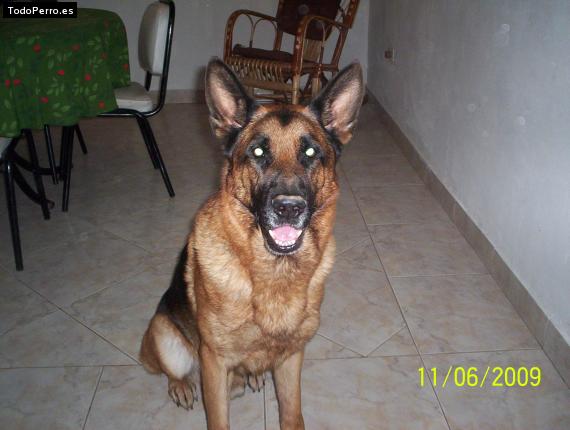 La foto del perro