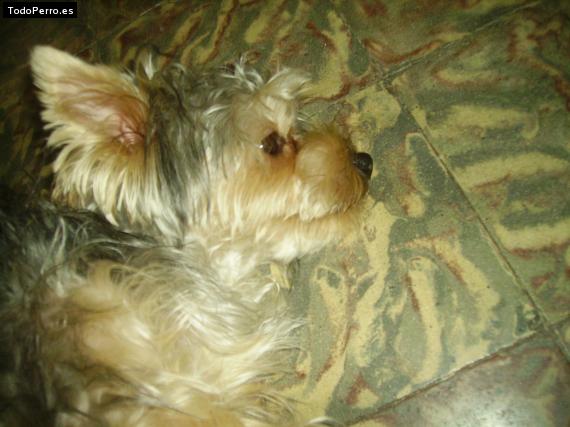 La foto del perro