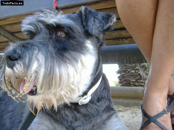 La foto del perro