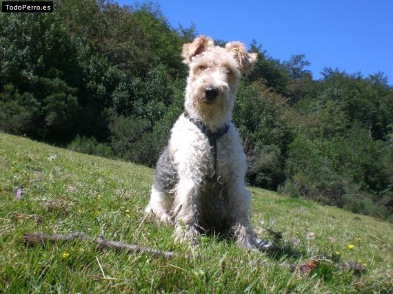 La foto del perro