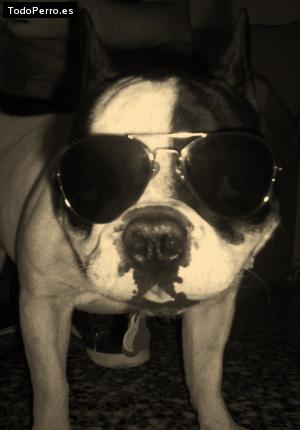 La foto del perro