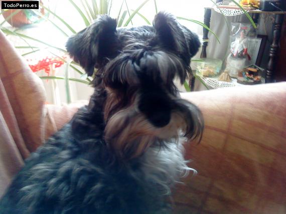La foto del perro