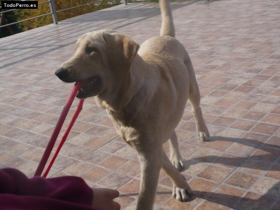 La foto del perro