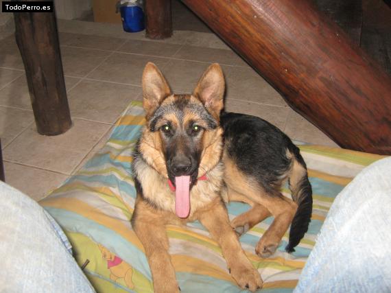 La foto del perro