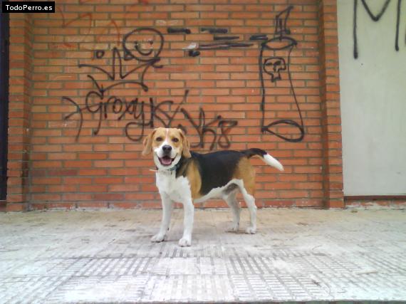 La foto del perro