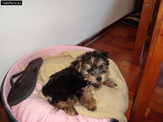 La foto del perro