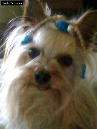 La foto del perro