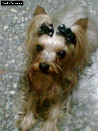 La foto del perro