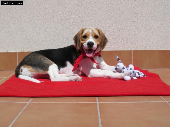 La foto del perro