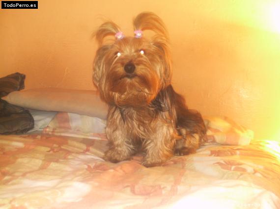 La foto del perro